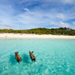 CARIBBEAN AND THE BAHAMAS_1