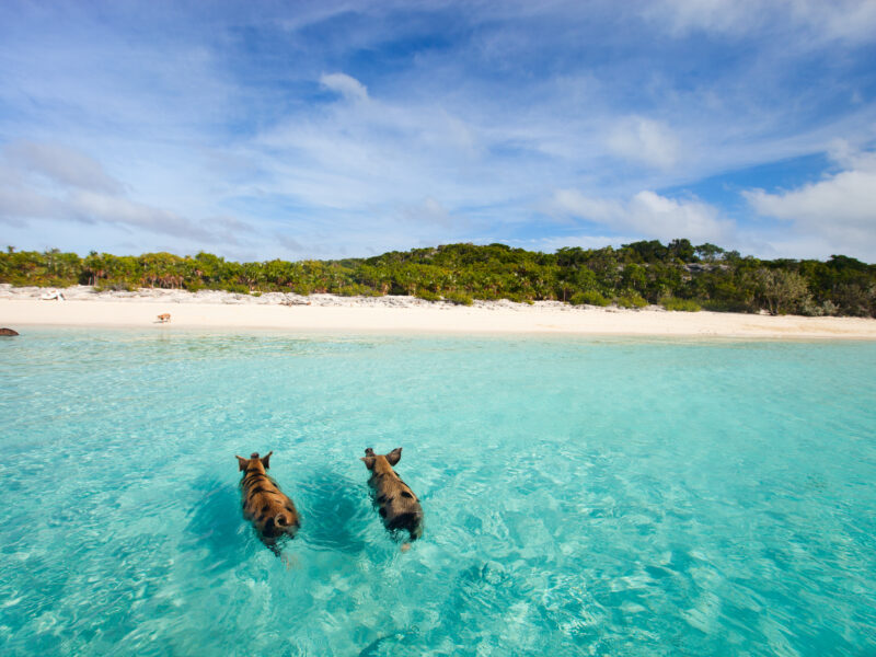 Swimming,Pigs,Of,The,Bahamas,In,The,Out,Islands,Of