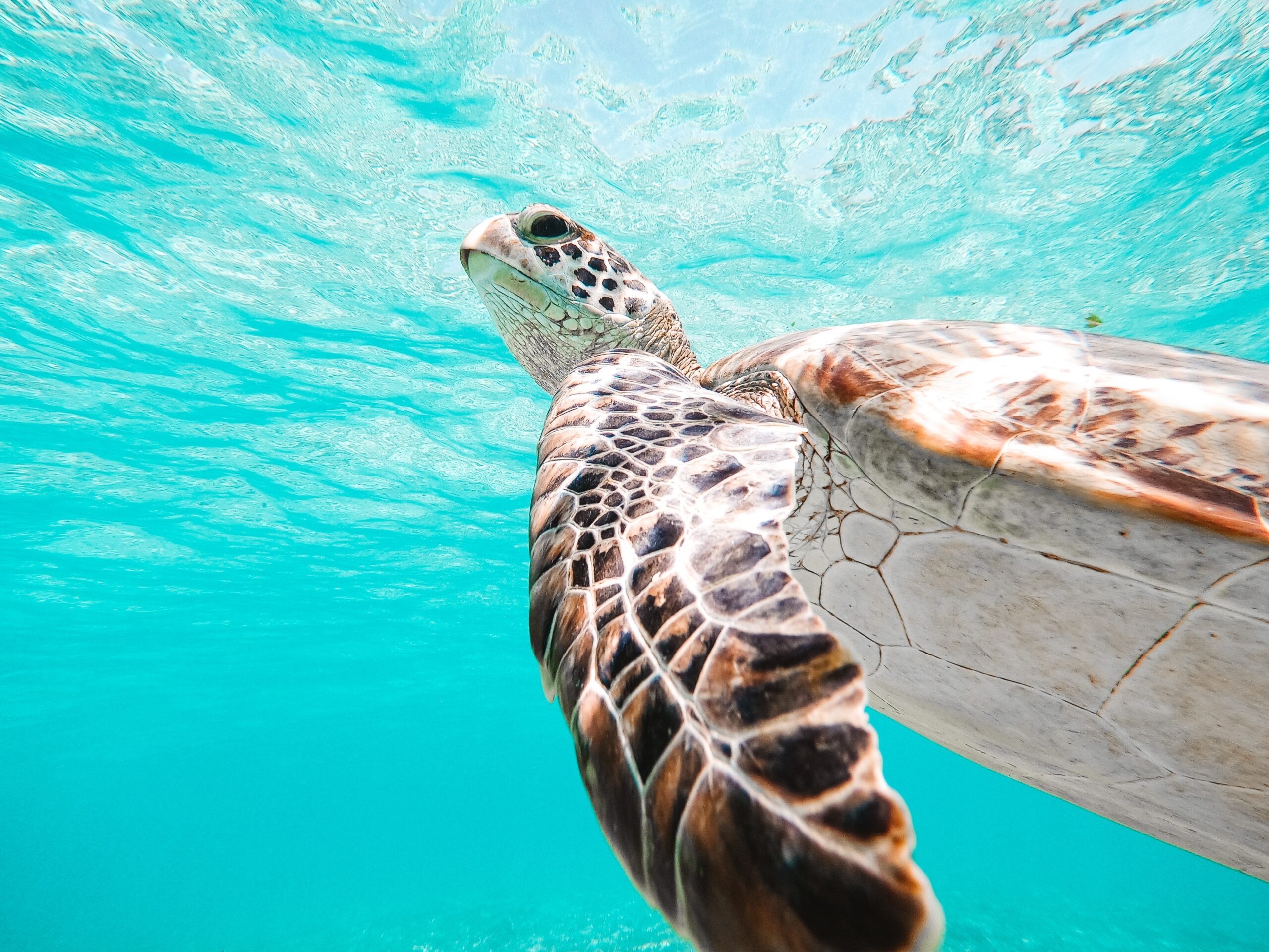 Green,Sea,Turtle,Coming,Up,For,Air,Portrait