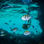 CARIBBEAN AND THE BAHAMAS_2