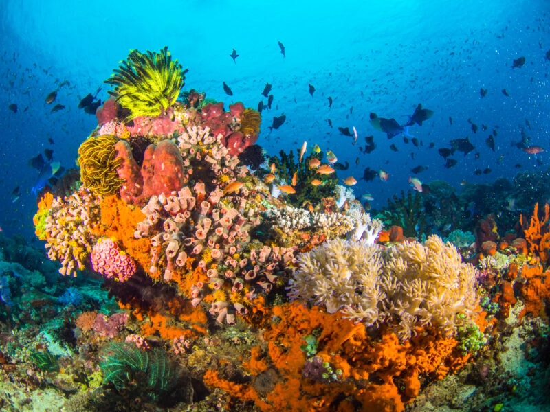 Colourful,Corals,In,Anilao,,,Batangas,,,Philippines