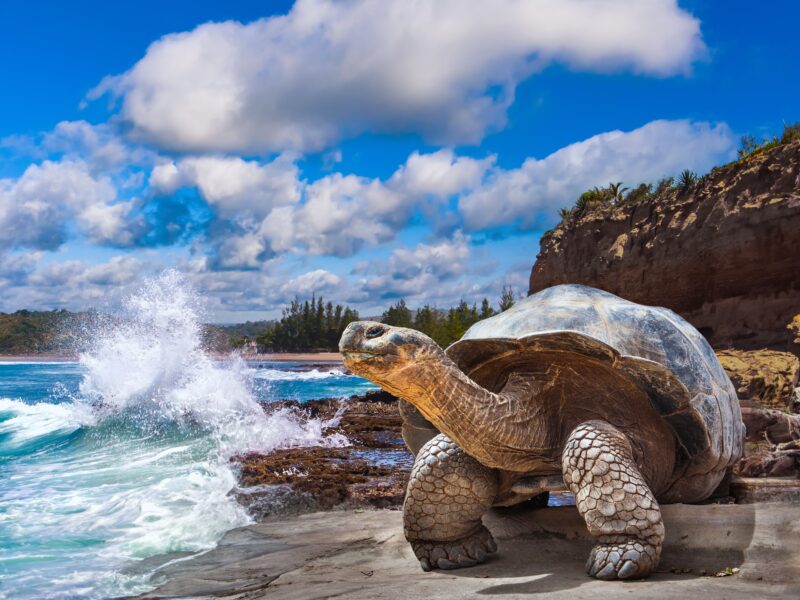 Galapagos,Islands.,Galapagos,Tortoise.,Big,Turtle.,Ecuador.