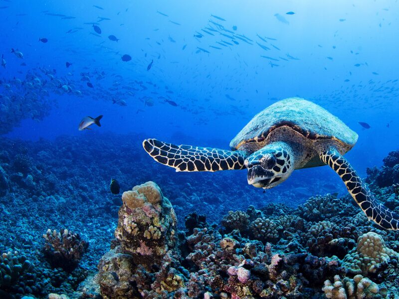 Turtle,,French,Polynesia