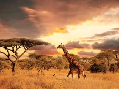 Maasai,Giraffe,(giraffa,Tippelskirchi),And,Umbrella,Tree,In,Serengeti,National