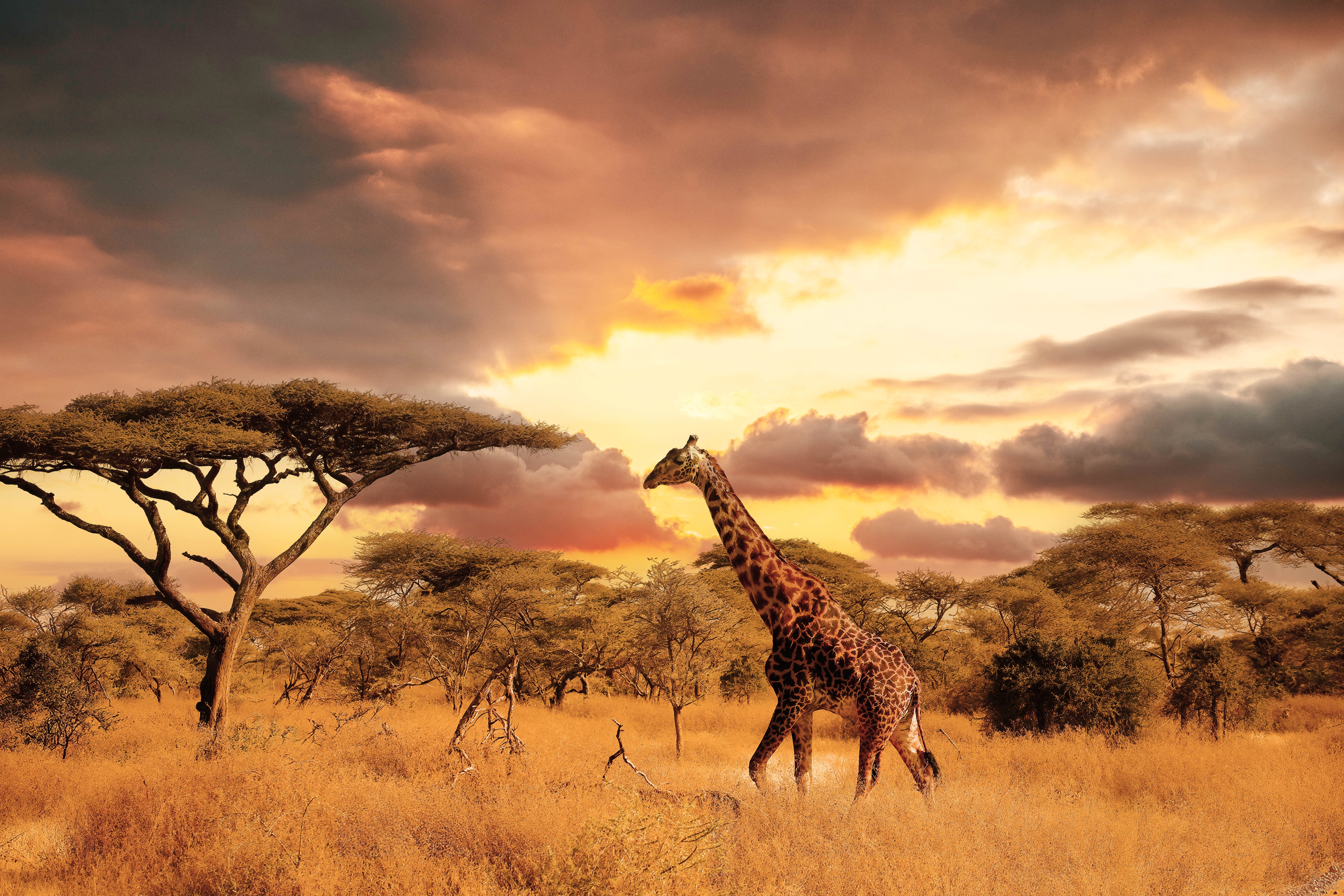 Maasai,Giraffe,(giraffa,Tippelskirchi),And,Umbrella,Tree,In,Serengeti,National