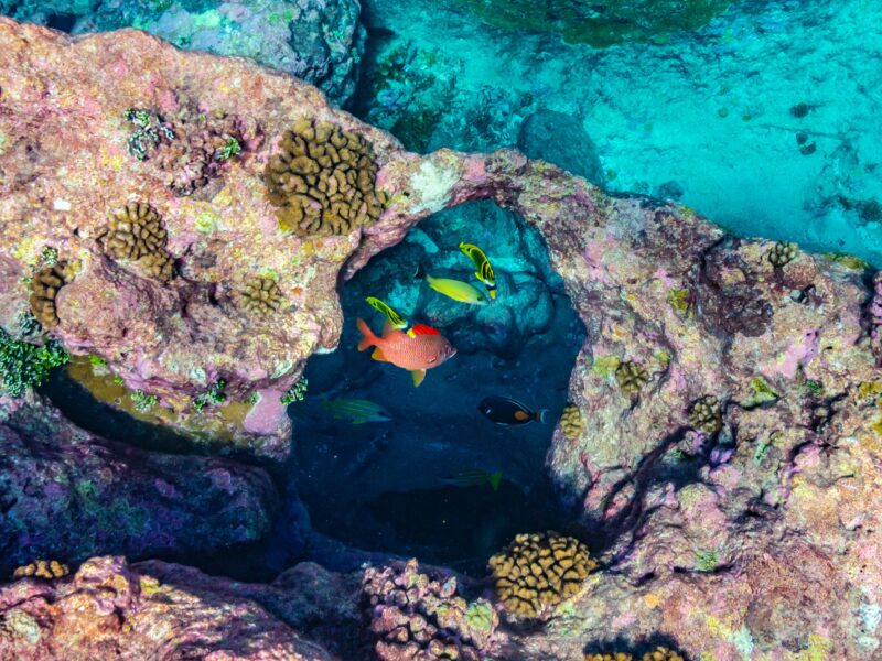 French,Polynesia,,Tikehau,Atoll.,Fish,Variety,And,Coral,Underwater.