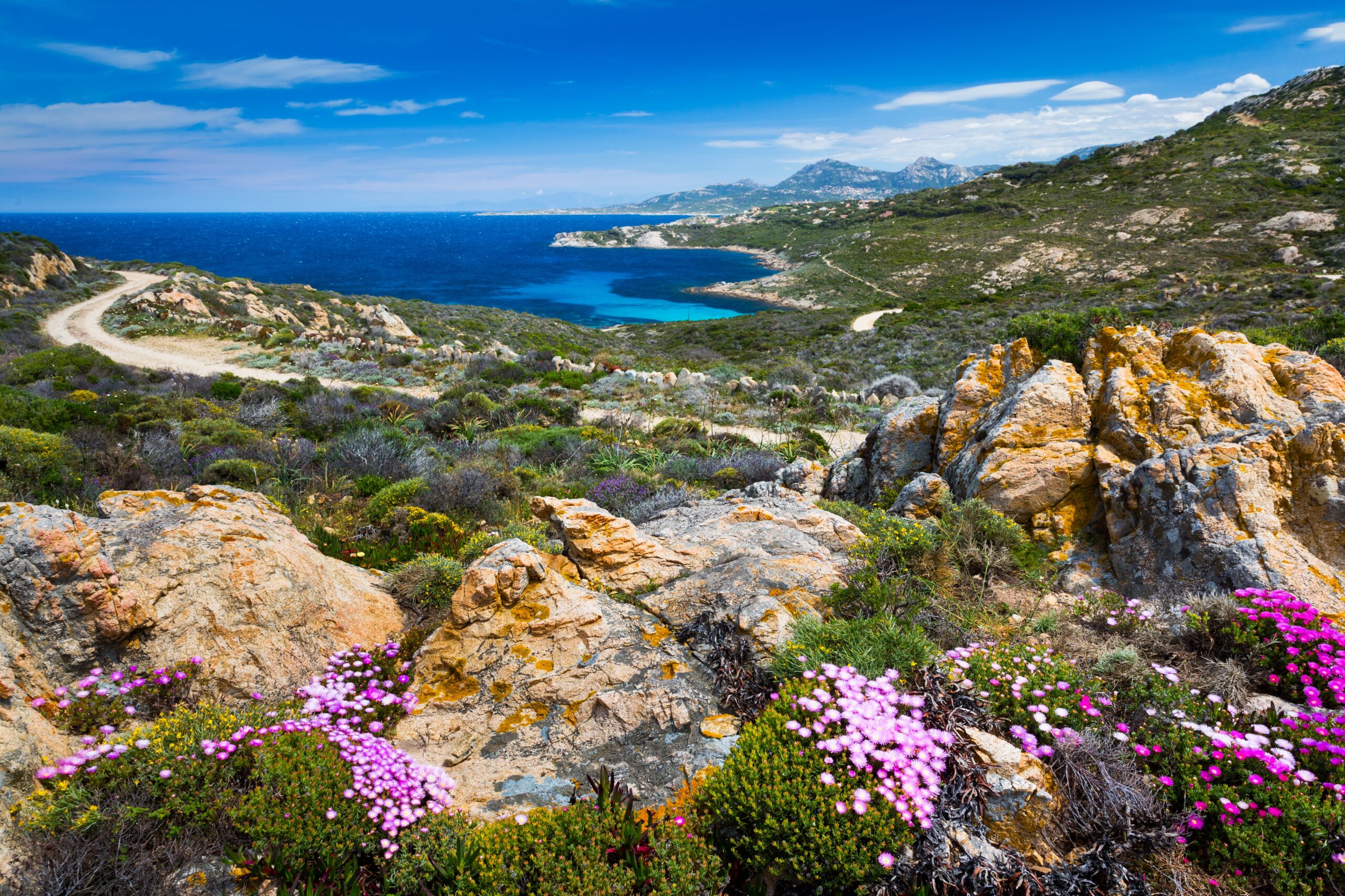 Spring,Flowers,At,Shoreline,Near,Calvi,,Corsica,Island,,France