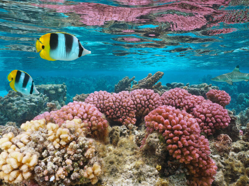 Underwater,Colorful,Coral,With,Tropical,Fish,In,Shallow,Water,,Pacific
