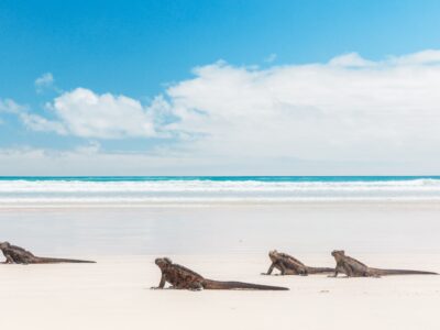 Galapagos,Marine,Iguanas,Walking,On,Tortuga,Bay,Beach,,Santa,Cruz