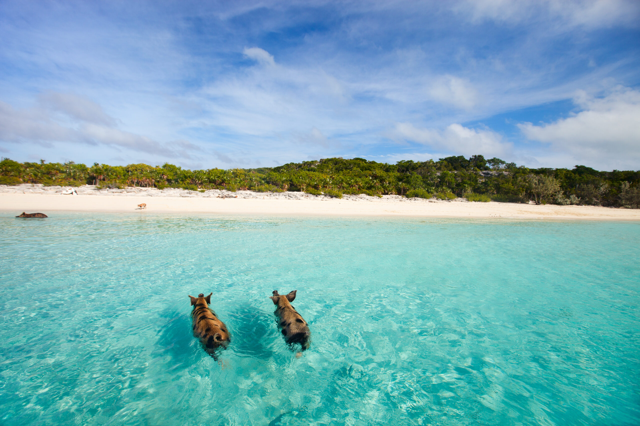 Swimming,Pigs,Of,The,Bahamas,In,The,Out,Islands,Of