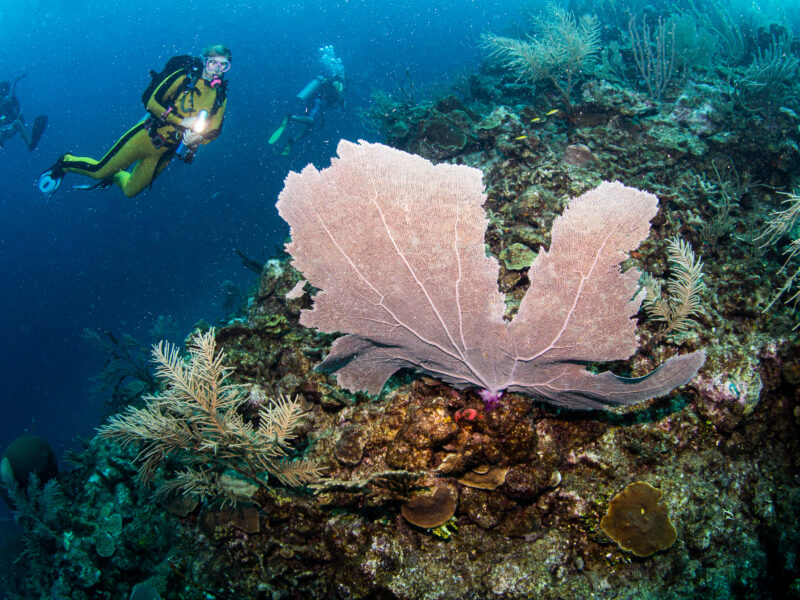Scuba,Diving,At,A,Reef,In,Belize