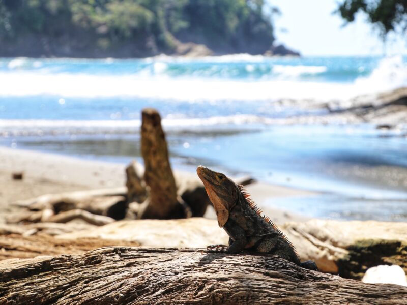 Corcovado,National,Park,,Costa,Rica,-,March,,2023:,Landscapes,And