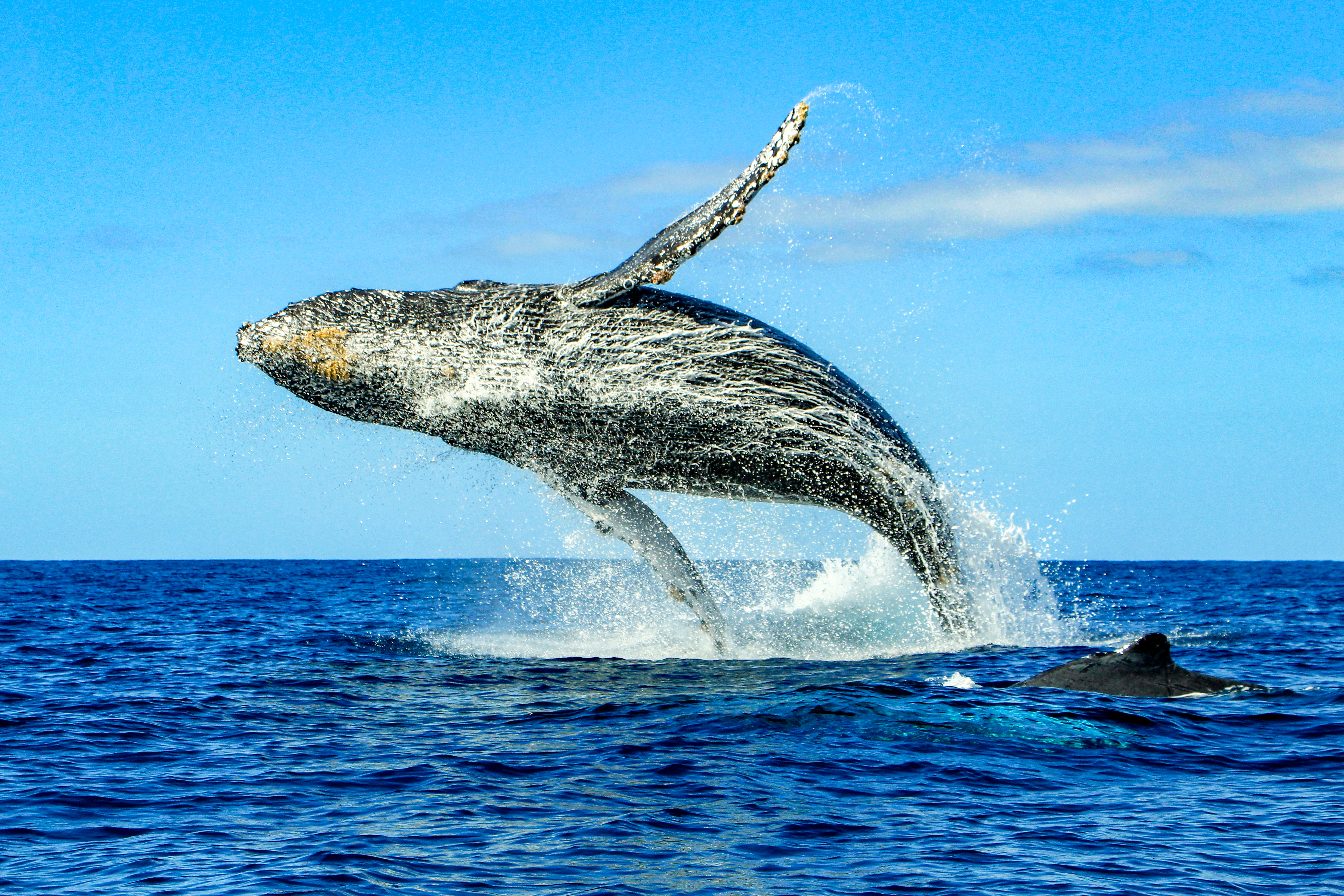 Huge,Humpback,Whale,Emerging,From,The,Deep,Sea,Waters,Of