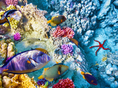 Wonderful,And,Beautiful,Underwater,World,With,Corals,And,Tropical,Fish.