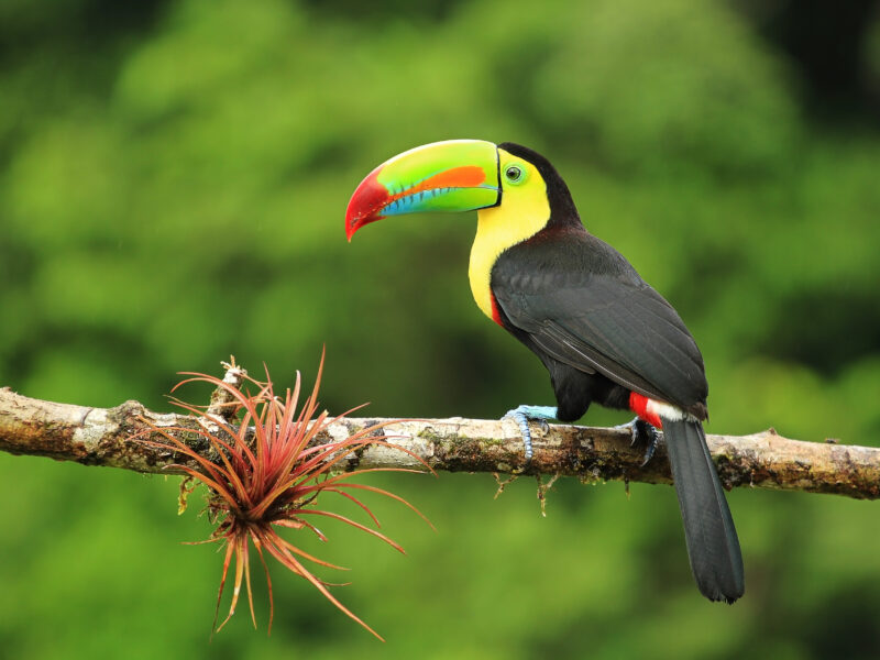 Close,Up,Of,Colorful,Keel-billed,Toucan,Bird